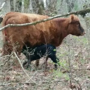 Meet your Posher, Joyce